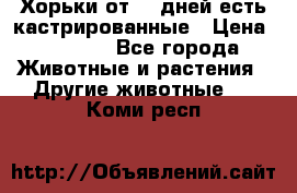   Хорьки от 35 дней есть кастрированные › Цена ­ 2 000 - Все города Животные и растения » Другие животные   . Коми респ.
